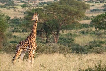 Baringo Giraffe, Giraffa camelopardalis