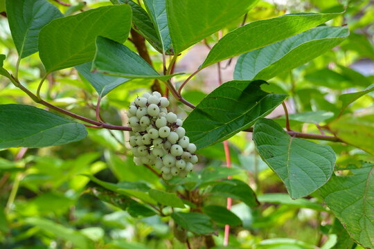 Redosier Or Red-twig Dogwood Is A Loose, Spreading, Multi-stemmed Shrub.