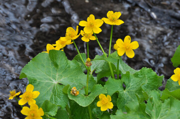 Caltha palustris grows in the moist alder forest
