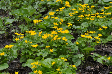 Caltha palustris grows in the moist alder forest