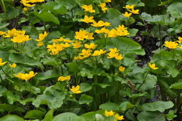 Caltha palustris grows in the moist alder forest