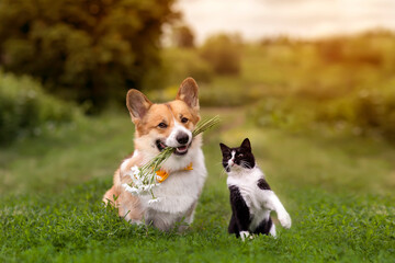 cute friends a cat and a corgi dog with a bouquet of daisies in their teeth are sitting on the...