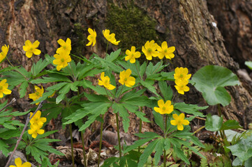 Spring in the forest blooms anemone yellow (Anemone ranunculoides).