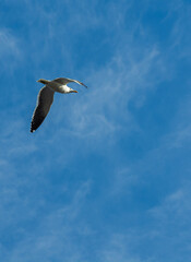 seagull ocean wave sky