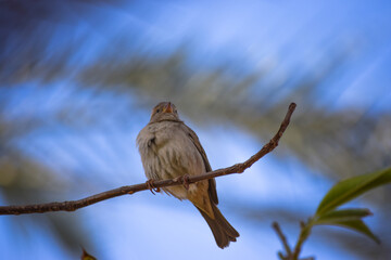 sparrow bird on tree wildlife animal street finch close up wallpaper outdoors blue sky