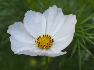 Obraz premium Cosmea sind wunderschön und kommen in vielfältigen Farben und Farbkombinationen vor