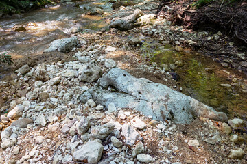 Mountain rivers originating high in the mountains, a journey through the canyon of the river on a sunny summer day, under the canopy of the forest, not well-traveled tourist routes.