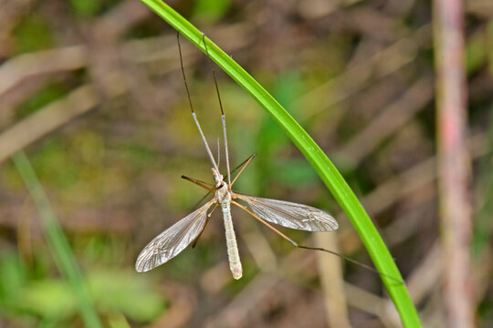 Marsh crane fly // Kohlschnake (Tipula oleracea) 