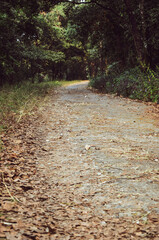 An empty deserted pitched road with fallen leaves from the tree during the autumn fall season. 