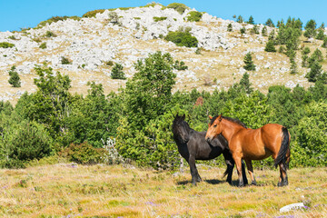 Fototapeta na wymiar Free horses in the grasslands of the Croatian mountains.
