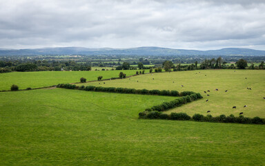 Fototapeta na wymiar Zigzag Hedge on Cahsel Farmland, County Tipperary