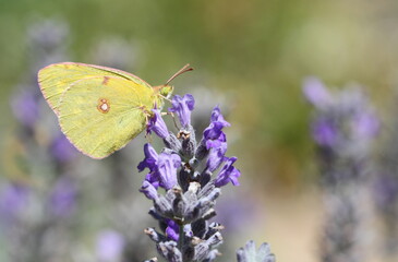 Colias croceae