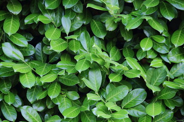 Fototapeta na wymiar Background of a laurel bush, Laurel leaves, hedge of green laurel bushes. High quality photo