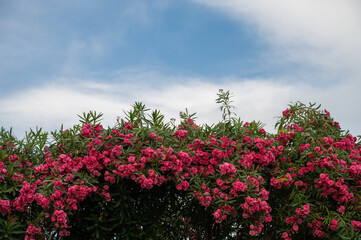 Red and white flower as Sky with Clouds on sunny day background