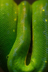 close up of green python