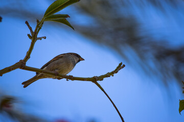 sparrow bird on tree wildlife animal street finch close up wallpaper outdoors blue sky