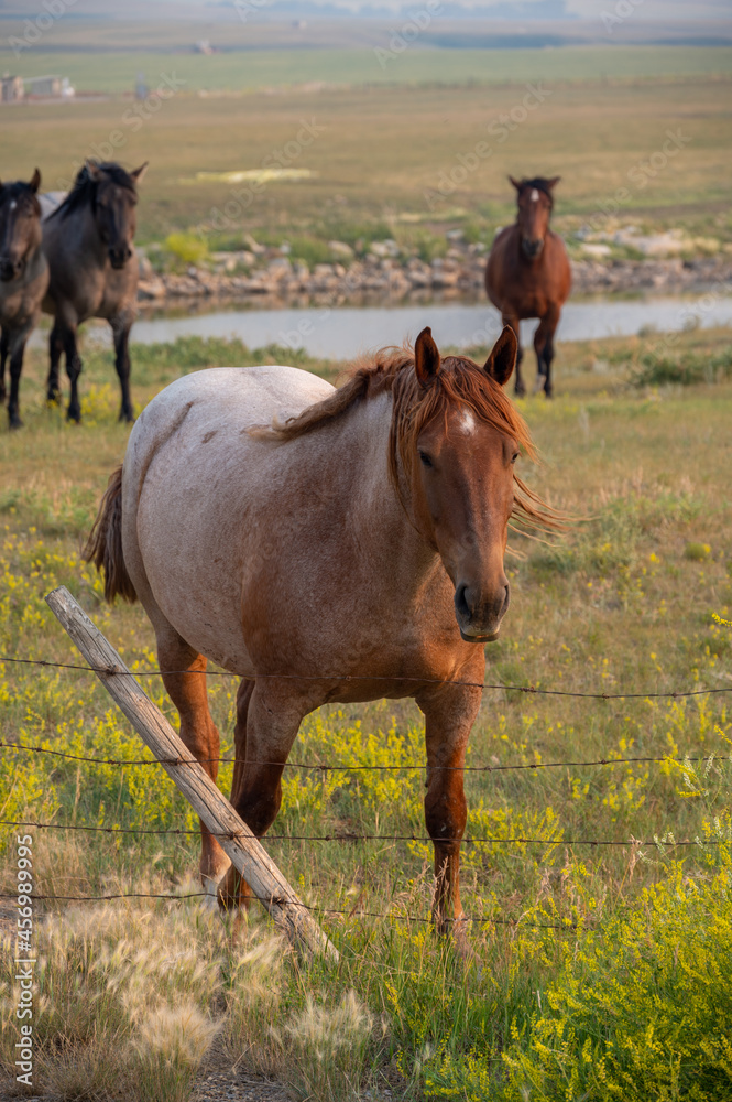 Wall mural Close up of a brown horse with horses in farmland with mountains and blue sky on a sunny day