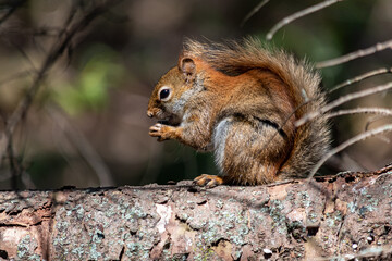 Red squirrel eating seeds on a branch