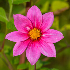 Obraz premium Dahlia