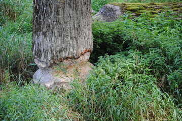 Obraz premium bibberspur auf dem baum