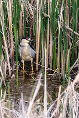 Black-crowned night heron standing among the reeds in a small pond
