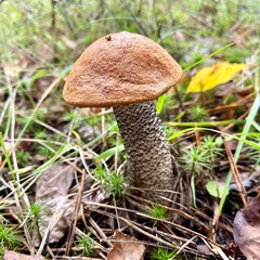 mushrooms in the forest