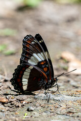 White admiral butterfly on the ground