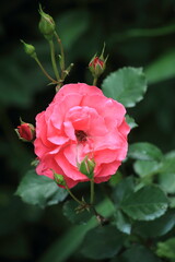 Beautiful pink rose in garden. Floral background. High quality photo