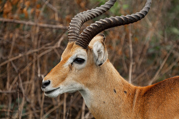 A portrait of a Ugandan kob at Queen Elizabeth National Park, Uganda