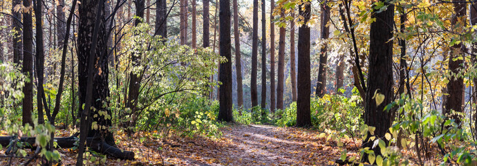 Panoramic forest autumn landscape with colorful leaves and trees