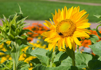 Obraz premium Bright sunflower flower with bee collecting nectar