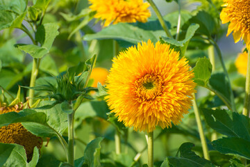 Bright flower of terry decorative sunflower close up