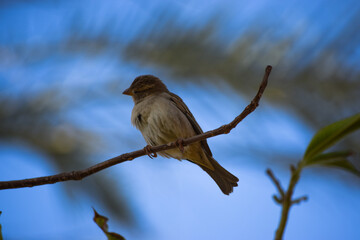 sparrow bird on tree wildlife animal street finch close up wallpaper outdoors blue sky