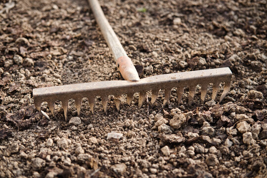 Old metal rake on ground in the garden close-up. Gardening tool.