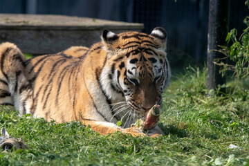 Fototapeta na wymiar Big seberishe tiger in the zoo