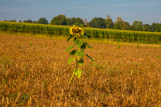 Traurige Sonnenblume im Herbst