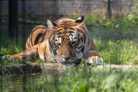 Big seberishe tiger in the zoo



