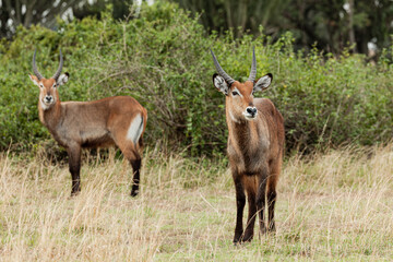 Naklejka na ściany i meble Impala antelopes in Queen Elizabeth National Park, Uganda