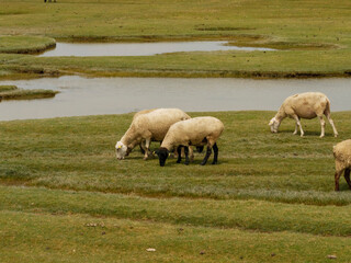 Obraz premium sheep grazing in a field
