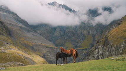 Horses in Mountain