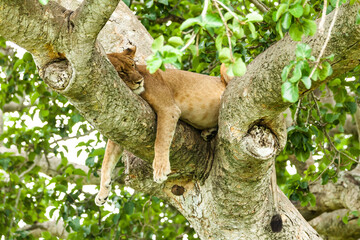 A lioness resting on the tree. Queen Elizabeth National Park, Uganda