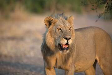 African lion portrait with sunlight in his eyes