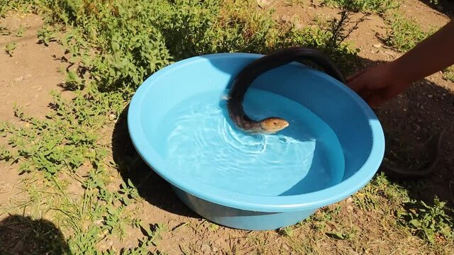 Exotic veterinarian puts an European Glass lizard in a warm basin of water under the sun after treatment to gradually regain its activity.
It's also called sheltopusik or legless lizard.
wildlife vet