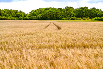 Field of ripe wheat with tractor tracks through the crop. No people.