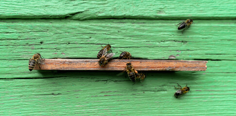 A lot of bees around the hive. Selective focus