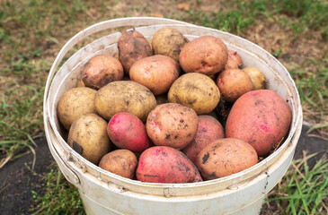 Bucket full of potatoes. Fresh harvest. Selective focus
