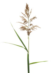 Marsh cane seeds, reed isolated on white background