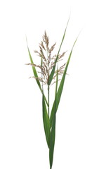 Marsh cane seeds, reed isolated on white background © dule964