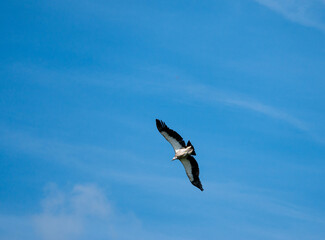 seagull in flight