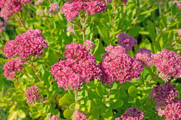 Blühende große Fetthenne, Hylotelephium telephium